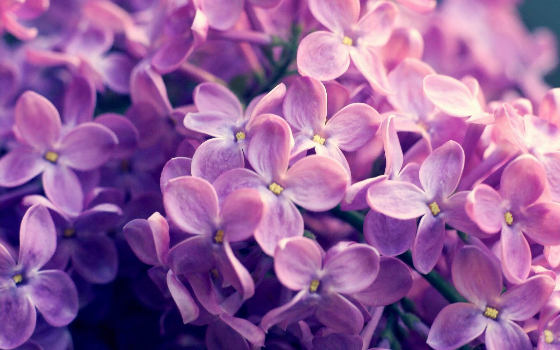 《Valorant洲际杯,战术创新引领新潮流》,洲际赛we